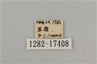 藍灰蝶沖繩亞種藏品圖，第3張