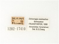 流星蛺蝶藏品圖，第3張