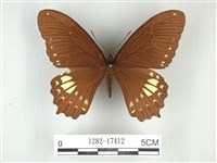 無尾白紋鳳蝶藏品圖，第1張