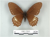 無尾白紋鳳蝶藏品圖，第2張