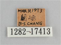 眼蛺蝶、孔雀蛺蝶藏品圖，第3張