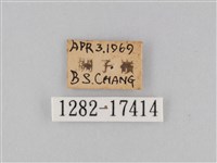 豆環蛺蝶藏品圖，第3張