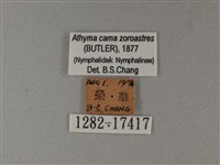 雙色帶蛺蝶藏品圖，第3張