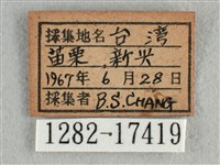 散紋盛蛺蝶藏品圖，第3張