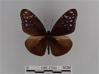 異紋紫斑蝶藏品圖，第1張
