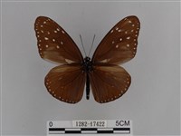 異紋紫斑蝶藏品圖，第2張