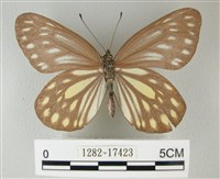 流星絹粉蝶藏品圖，第1張