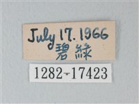 流星絹粉蝶藏品圖，第3張