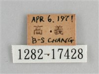 斐豹蛺蝶藏品圖，第3張