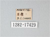 荷氏黃蝶藏品圖，第3張