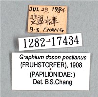木蘭青鳳蝶藏品圖，第3張