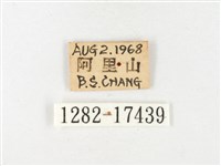 黃裙豔粉蝶藏品圖，第3張