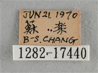 散紋盛蛺蝶藏品圖，第3張
