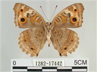 青眼蛺蝶、孔雀青蛺蝶藏品圖，第2張