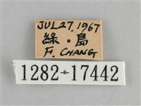 青眼蛺蝶、孔雀青蛺蝶藏品圖，第3張