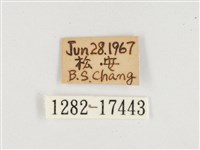 窄帶翠蛺蝶藏品圖，第3張
