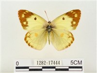 紋黃粉蝶藏品圖，第1張