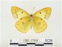 紋黃粉蝶藏品圖，第2張