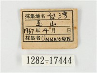 紋黃粉蝶藏品圖，第3張