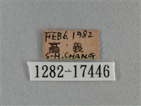 細灰蝶藏品圖，第3張
