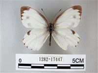 緣點白粉蝶藏品圖，第1張