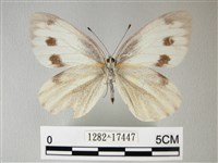 緣點白粉蝶藏品圖，第2張