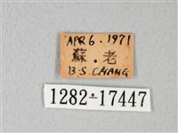 緣點白粉蝶藏品圖，第3張