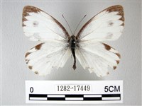 緣點白粉蝶藏品圖，第1張