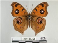 眼蛺蝶、孔雀蛺蝶藏品圖，第1張
