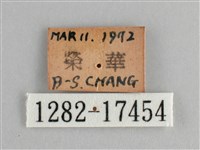 眼蛺蝶、孔雀蛺蝶藏品圖，第3張