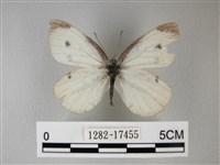 白粉蝶、紋白蝶藏品圖，第1張