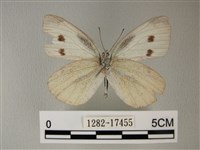 白粉蝶、紋白蝶藏品圖，第2張