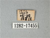 白粉蝶、紋白蝶藏品圖，第3張