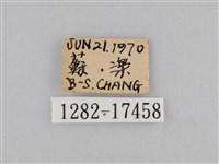 紅星脈蛺蝶藏品圖，第3張