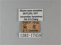 雙色帶蛺蝶藏品圖，第3張