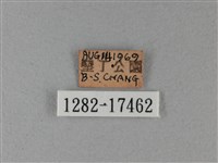 異紋帶蛺蝶藏品圖，第3張