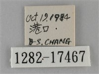 纖粉蝶藏品圖，第3張