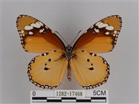 樺斑蝶藏品圖，第2張