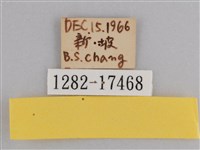 樺斑蝶藏品圖，第3張