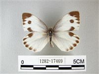 緣點白粉蝶藏品圖，第1張