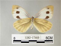 緣點白粉蝶藏品圖，第2張