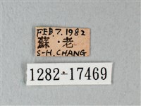 緣點白粉蝶藏品圖，第3張