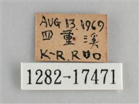 鱗紋眼蛺蝶藏品圖，第3張