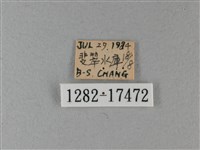 異紋帶蛺蝶藏品圖，第3張