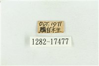 臺灣鐵灰蝶藏品圖，第3張