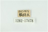 單線翠灰蝶藏品圖，第3張