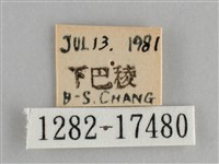 青眼蛺蝶、孔雀青蛺蝶藏品圖，第3張