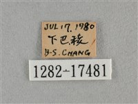細灰蝶藏品圖，第3張
