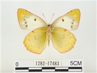 紋黃粉蝶藏品圖，第2張