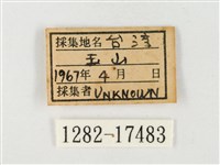 紋黃粉蝶藏品圖，第3張